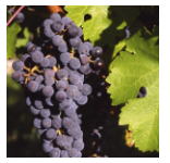 ワイン ブドウ品種 特徴