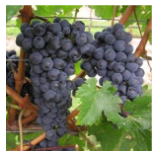 ワイン ブドウ品種 特徴